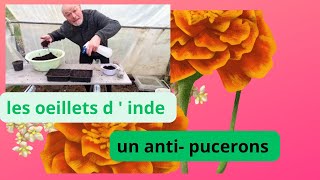 17 mars au jardin  comment semer vos oeillets d  inde  un anti pucerons [upl. by Sproul]