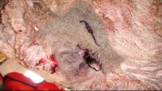 BOW HUNTING  HUNTING  Rage 2 blade broadhead Victims 20072010 [upl. by Dusa]