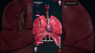 The Diaphragms Vital Role in Respiration 💨🫁 [upl. by Nylle]