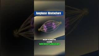 How kinetochores move chromatids in Anaphase [upl. by Annayi950]