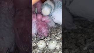 Budgies Eggs Hatching Time  Rainbow Birds Eggs foryourpage shortvideo birdeggs budgies shorts [upl. by Hairem872]