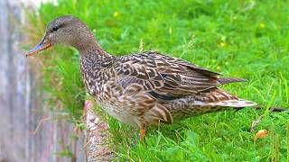 Mrs Gadwall Duck on Edge on a Ledge 4K Maby Oats Will Calm Her Down [upl. by Hamann856]