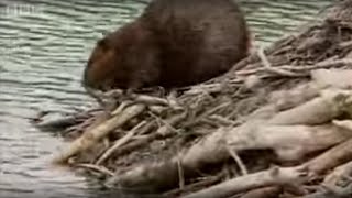 How Do Beavers Build A Dam  BBC [upl. by Enneire587]