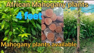 Mahogany plants African Mahogany paudha [upl. by Breskin]