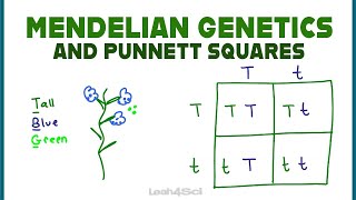 Punnett Squares and Mendelian Genetics Part 1 [upl. by Sajet720]