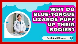 Why Do BlueTongue Lizards Puff Up Their Bodies  PetGuide360com [upl. by Ahsenwahs]