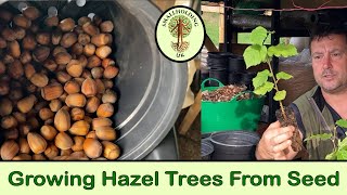 Growing Hazel Trees from Seed [upl. by Doloritas200]