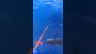 YELLOWFIN on the GREENSTICK fishing fish shorts tuna [upl. by Vudimir]