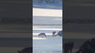 TETONS COYOTES PATIENTLY WAITING FOR A BEAVER TO COME OUT [upl. by Eerihs]