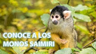 Cómo viven los monos saimiri  Vídeos de animales para niños [upl. by Noissap]