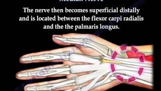 Anatomy Of The Median Nerve  Everything You Need To Know  Dr Nabil Ebraheim [upl. by Ebony236]