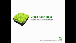 Sedum Tray System for Roof Garden  How to use Modular Green Roof Trays to make a Roof Garden [upl. by Patton]