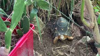 Radiated tortoise in my food forest [upl. by Animahs]