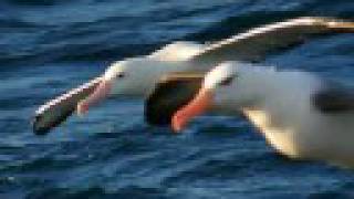 GIANT ALBATROSS OF THE SOUTHERN OCEANS [upl. by Abert]