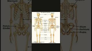 Anatomy of skeletal System [upl. by Brindle]