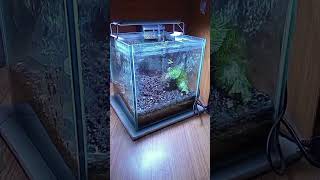 Rescape tank shorts aquascape feedshorts aquascapemini aquascapegallery [upl. by Ysabel]