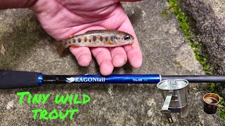 Tenkara fly fishing for tiny rainbow trout [upl. by Zarla]