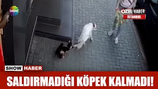 Saldırmadığı köpek kalmadı [upl. by Ahseken150]