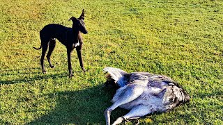 GALGOS vs AVESTRUZ 2023🐕  Galgos corriendo avestruz stud la milonga [upl. by Juliet]