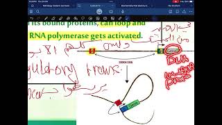 Genetics of globin synthesis [upl. by Fredek]