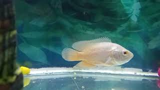 রঙিন মাছের সুন্দর ভিডিও caller fish video 🤩🤩🤩 [upl. by Bellis256]