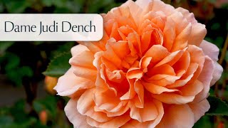 Dame Judi Dench  Rose [upl. by Ahens]