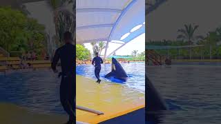 Dance with dolphin dolphins animals dolphin swimming dolphinlove funny [upl. by Stodder834]