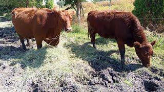 ¡¡DÁNDOLES PASTO RODEX A LAS VACONAS ANGUS [upl. by Sassan]