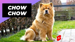 Chow Chow 🐶 One Of The Most Expensive Dogs Breeds In The World shorts [upl. by Atirac228]