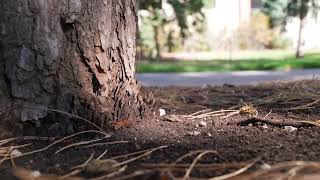 🌲 Pine Needle Mulch Nature’s Perfect Cover 🌲 [upl. by Rohn]