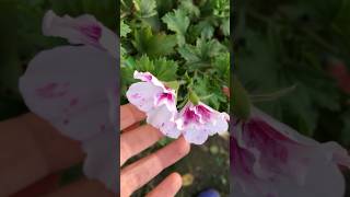 Pelargonium flowers garden landscape nature shorts [upl. by Aneel]