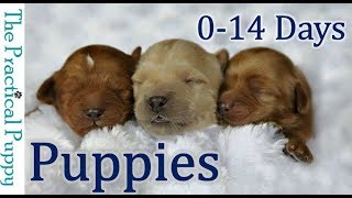 Newborn Puppies Birth to 2 Weeks [upl. by Sabba5]