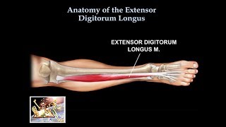 Anatomy Of The Extensor Digitorum Longus Muscle  Everything You Need To Know  Dr Nabil Ebraheim [upl. by Cirdor266]