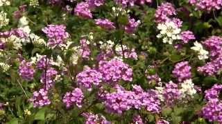 Lantana montevidensis add color to your landscape [upl. by Zane42]