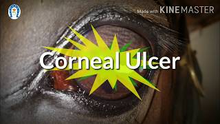 Vet Basics II CORNEAL ULCERS DOS AND DONTS CLINICAL POINT OF VIEW [upl. by Melonie]