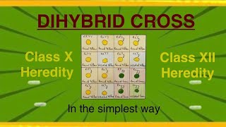 DIHYBRID CROSS ClassX Heredity ClassXII Heredity Genetics [upl. by Acira979]