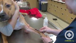 How to Do a Canine Cephalic Vein Blood Collection [upl. by Enajaras]