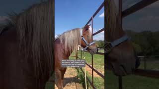 it’s truly amazing what we can accomplish TOGETHERrescueme rescuefosteradopt horse adoptarescue [upl. by Revolc]