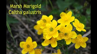 Marsh Marigold  Edible ONLY When Cooked [upl. by Restivo181]