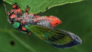 CIGARRA COLORIDA cantando  Carineta diardi  Cicada singing [upl. by Idelson904]