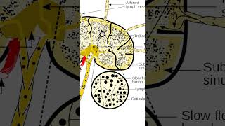 Lymph Nodes [upl. by Prosser]