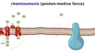 Cellular Respiration Part 3 The Electron Transport Chain and Oxidative Phosphorylation [upl. by Norab]