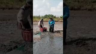 Penjalaan udang vannamei fishing mancingmania ikan udangvannameishrimp [upl. by Irtemed]