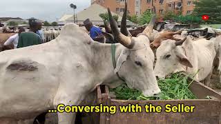 I Bought The Biggest Cow in the Biggest Meat Market in Nigeria [upl. by Morganica]