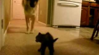 Scared Dog vs Angry Kitten [upl. by Eckel]