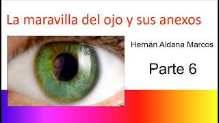 Histología del ojo Anexos oculares Parte 6 [upl. by Jilli521]