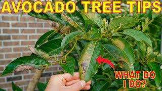 Help My Avocado Tree Is Turning Brown After Pruning How To Fix It [upl. by Dnumsed]