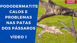 PODODERMATITE CALOS E PROBLEMAS NAS PATAS DOS PÁSSAROS [upl. by Namwen]