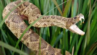 Snakes Uncovered 10 Astonishing Facts You Never Knew [upl. by Ateinotna]