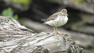 Spotted Sandpiper [upl. by Macrae]